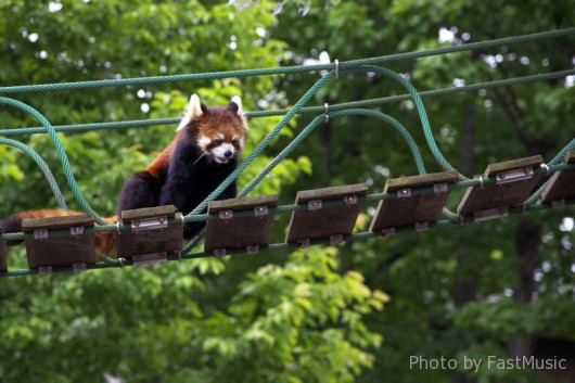 旭山動物園・レッサーパンダの吊橋