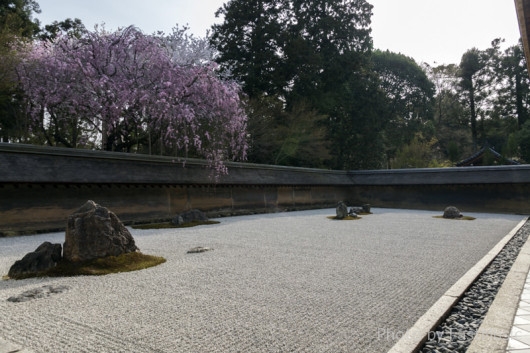 龍安寺石庭の桜